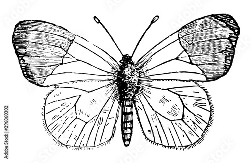 Anthocharis Cardamines vintage illustration.