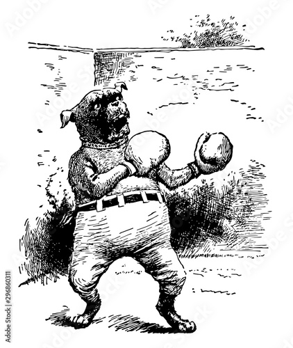 a dog wearing boxing gloves and pants, vintage illustration