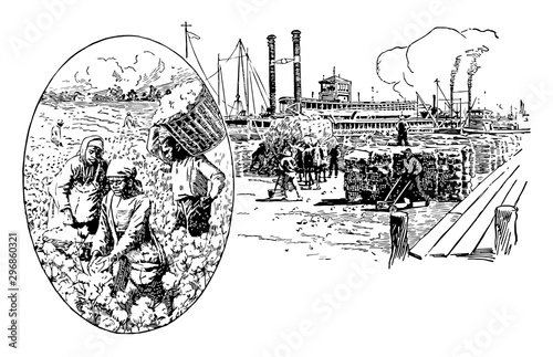 Picking and Loading Cotton vintage illustration.
