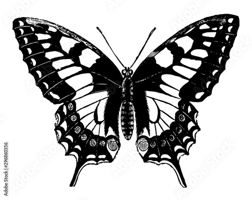 Swallow Tailed Butterfly vintage illustration.