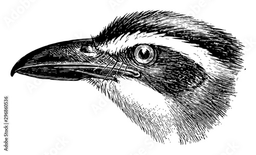 Boat billed Flycatcher vintage illustration.