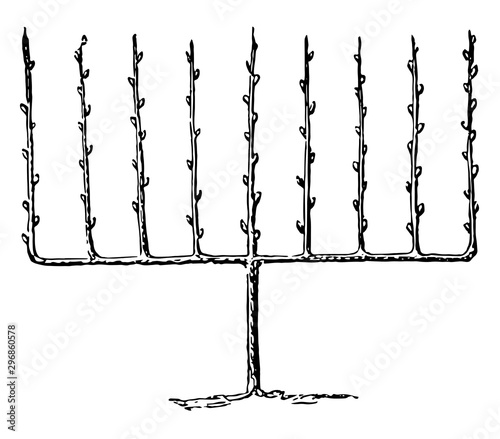 Fruit Tree Trained Upright as an Espalier, vintage illustration.