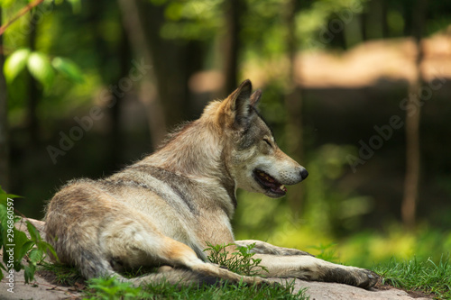 A profile of a Timber wolf © Joe
