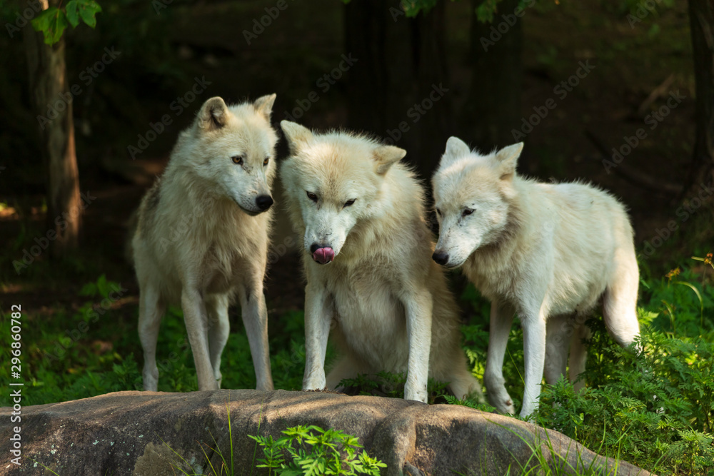 A profile of an Arctic Wolf A profile of an Arctic Wolf