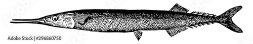 Saury vintage illustration.