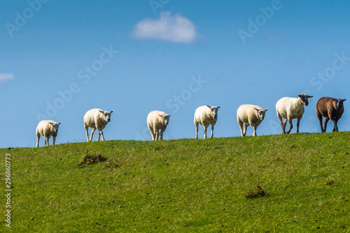 Schafe auf dem Deich in einer Reihe