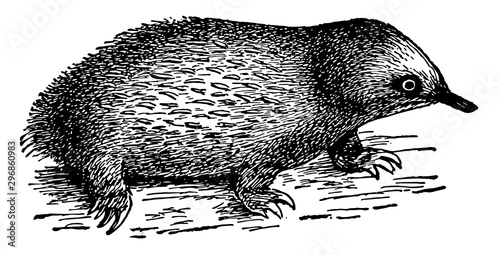 Echidna vintage illustration.
