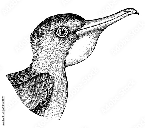 Frigatebird Head vintage illustration.