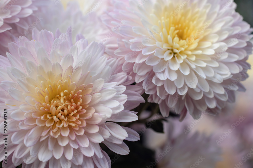 Pink chrysanthemums in the garden closeup.