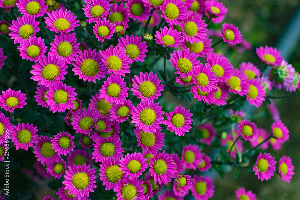 Small purple chrysanthemums in an autumn garden close up. Small purple chrysanthemums in an autumn garden close up.