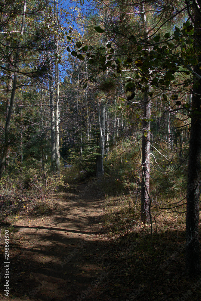 Obraz premium Mountain hiking trail thru the pines and aspens at lower elevations with a blue sky overhead in early autumn