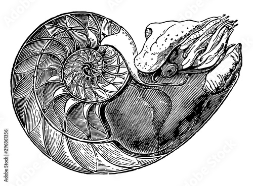 Nautilus Pompilius showing the interior of the lower cell to which the animal is fixed vintage illustration.