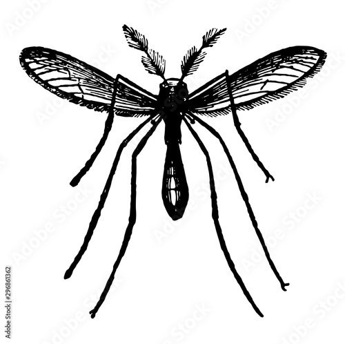 The Gnat vintage illustration.