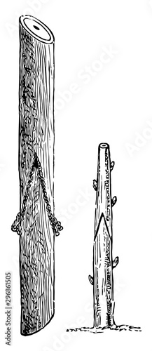 Saddle Grafting vintage illustration.