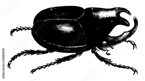 Megaceras Chorinaeus vintage illustration.