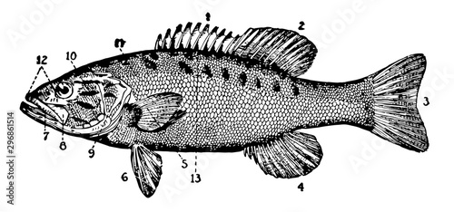 Small Mouthed Black Bass vintage illustration.