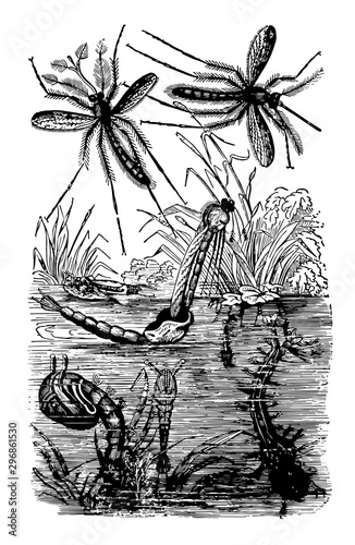 Gnats Emerging vintage illustration.