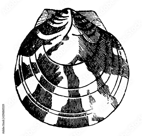 Pecten Pseudamussium vintage illustration.