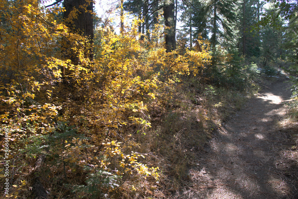 Obraz premium Autumn colors along a mountain hiking trail in the Sierra Nevada Mountain range