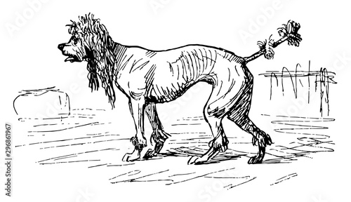 Skinny Dog vintage illustration.