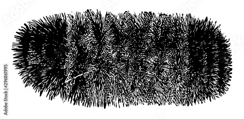 Woolly Bear Caterpillar vintage illustration.