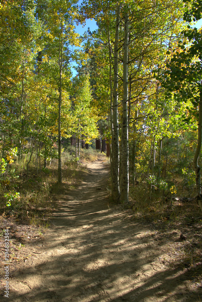 Bright sunshine shining thru the canopy of aspens in Lake Tahoe in the fall months of the year. Bright sunshine shining thru the canopy of aspens in Lake Tahoe in the fall months of the year.