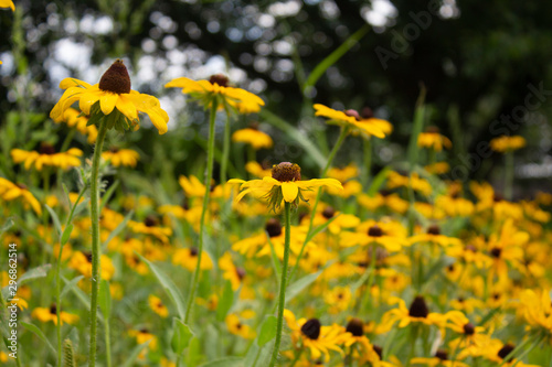 Black Eyed Susans