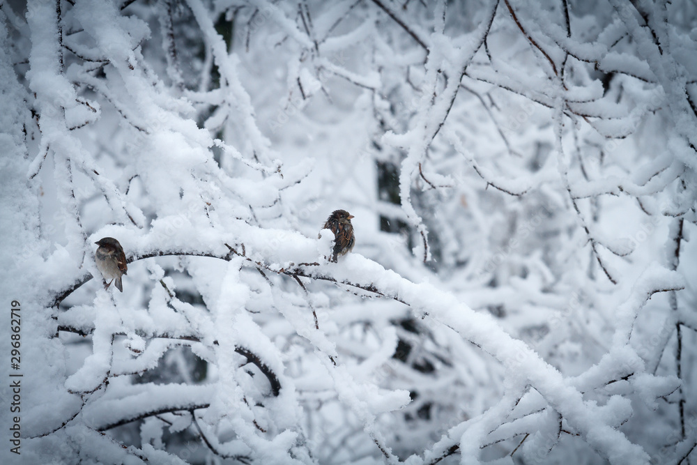 Naklejka premium Tree branches caved in under the weight of snow after a snowfall. Two wet sparrows are sitting on branches. The image of beauty in bad weather, frost