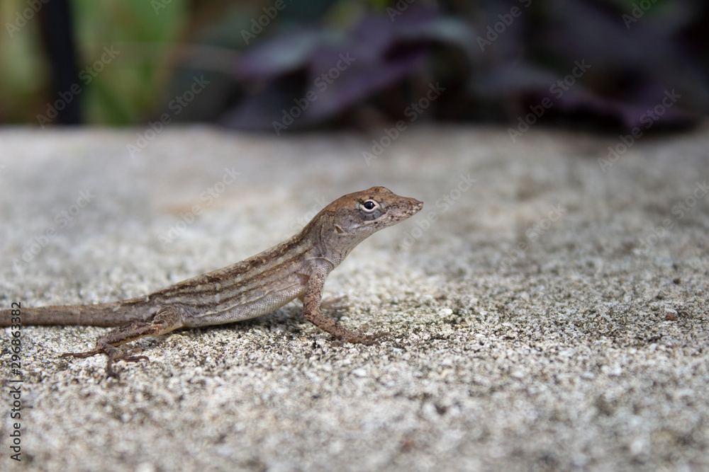 Naklejka premium Lizard