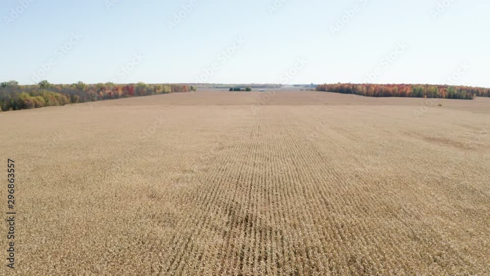 Hundreds of rows of corn waiting to be harvested. A few houses are seen in the background. Hundreds of rows of corn waiting to be harvested. A few houses are seen in the background.