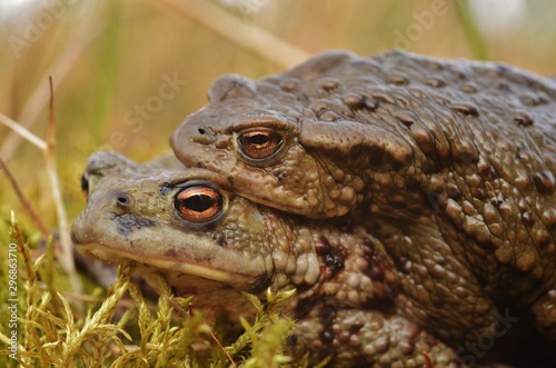 Mating Common toad ( Bufo bufo )