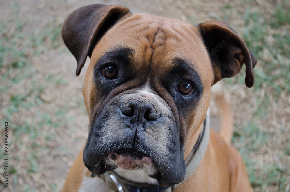 portrait of boxer dog