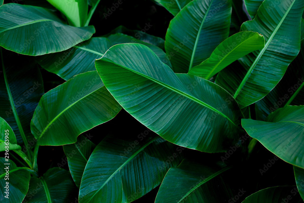 Obraz premium tropical banana leaf texture in garden, abstract green leaf, large palm foliage nature dark green background