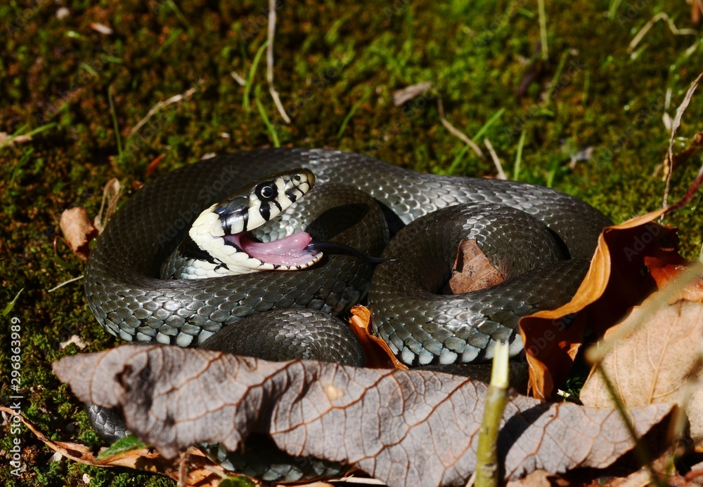 Grass Snake (Natrix natrix) with open mouth Stock Photo | Adobe Stock