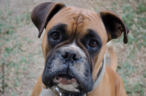 portrait of boxer dog © LUSCOMBE PHOTOGRAPHY