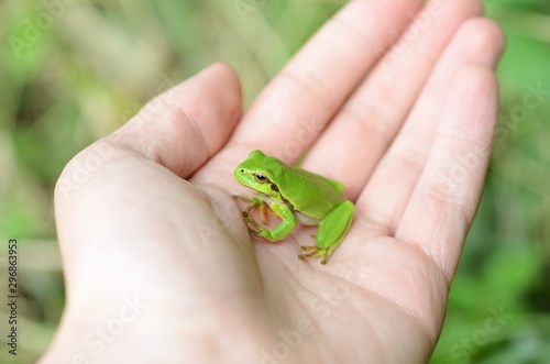 European Tree Frog (Hyla arborea) in hand