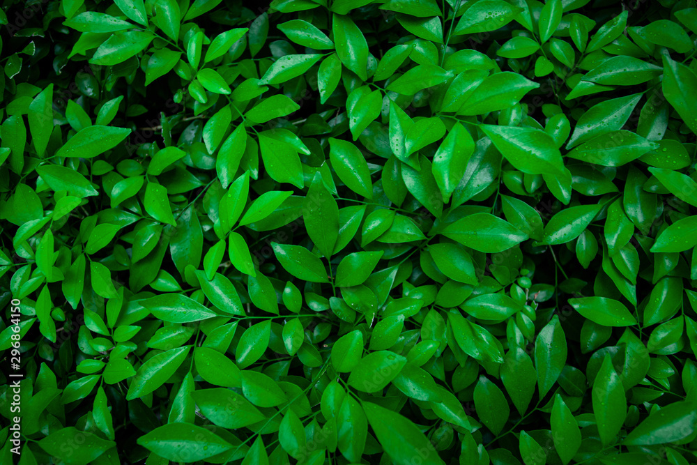 green leaf natural for background, tropical leaf, tiny green leaf