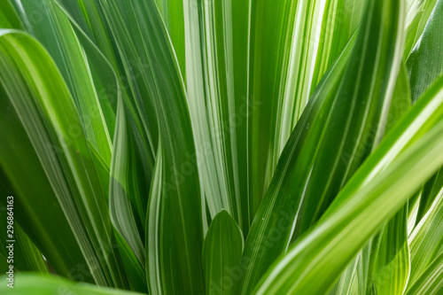 leaf of plant