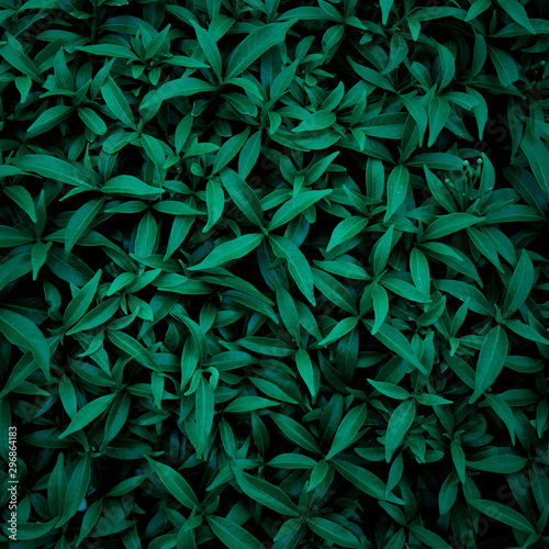 green leaf natural for background  tropical leaf  tiny green leaf