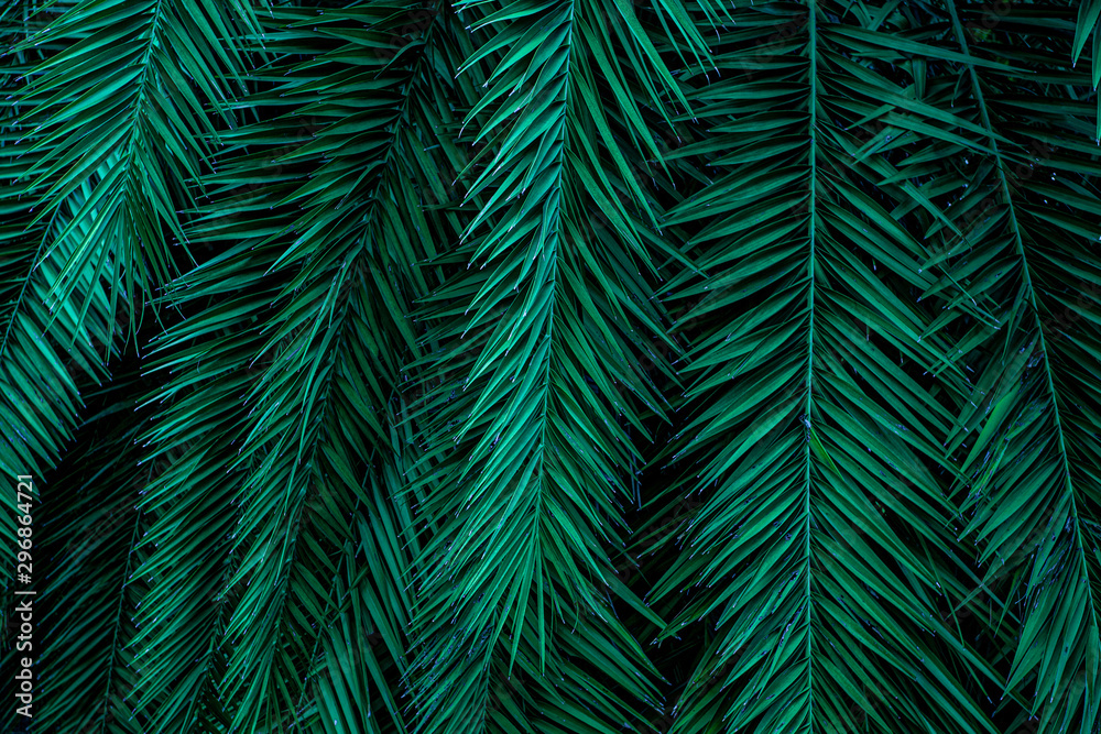 abstract green texture, nature background, tropical leaf abstract green texture, nature background, tropical leaf