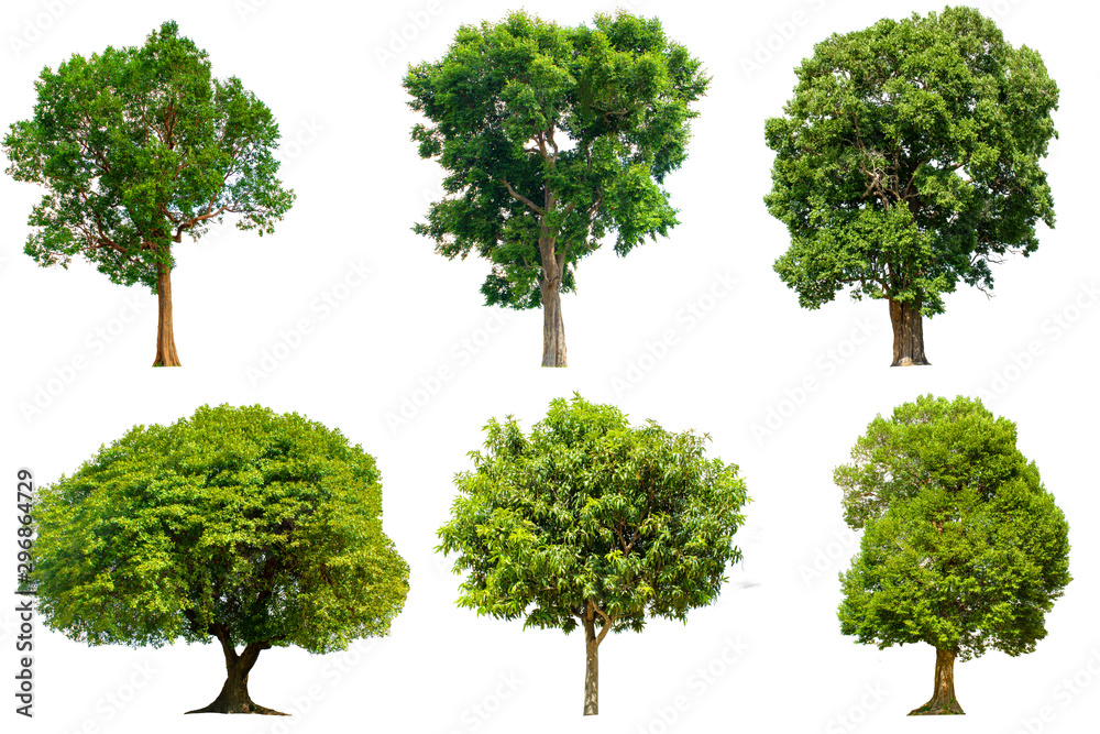 Fototapeta premium Tree isolated on white background with clipping path.