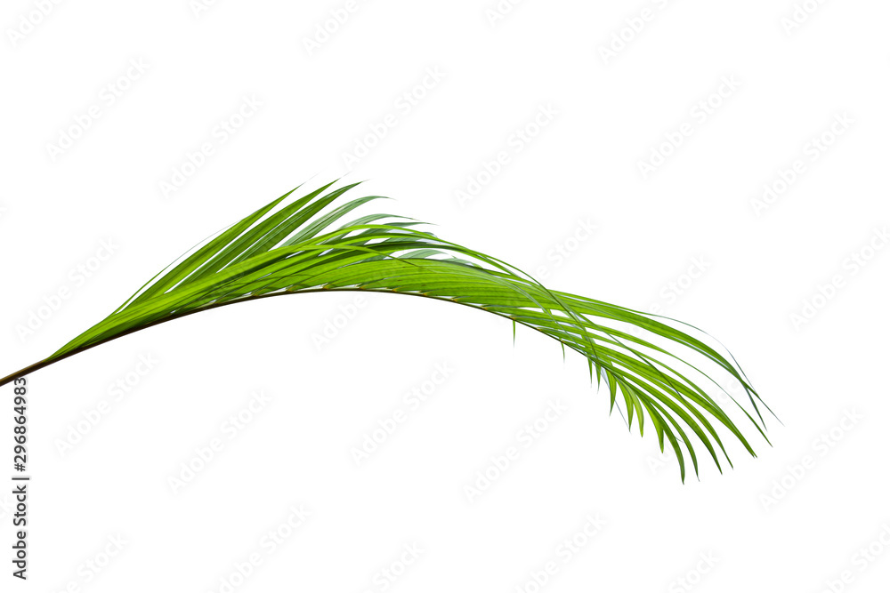 tropical coconut leaf isolated on white background, summer background tropical coconut leaf isolated on white background, summer background