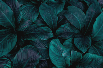 Papier peint photo Couloir et Hall Feuilles tropicales vert foncé Spathiphyllum  © Nabodin