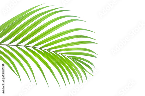 tropical coconut leaf isolated on white background  summer background