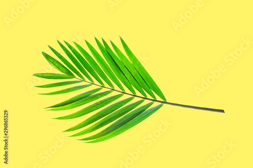 Natural palm leaf on pastel yellow background