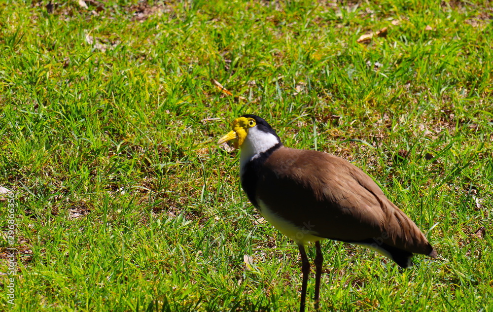 Naklejka premium Wild duck in a park
