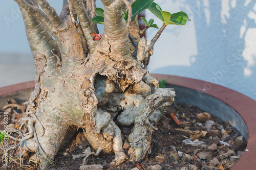 tree with roots