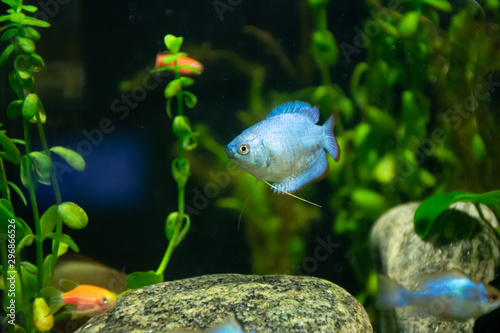fish in aquarium