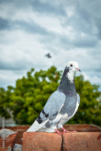 A pigeon resting on a wall