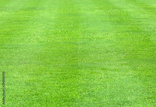 Natural Green grass texture background Close up Top view